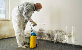 Best Mold Damage Restoration  in Coopersburg, PA